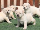 Labrador puppies (pure breed)