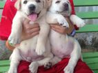 Labrador puppies (pure breed)