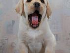 Labrador puppies (pure breed)