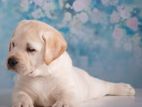 Labrador puppies (pure breed)