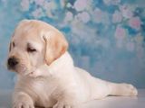 Labrador puppies (pure breed)