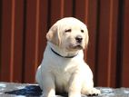 Labrador puppies (pure breed)
