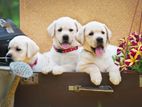 Labrador puppies (pure breed imported blood line)
