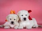 Labrador puppies (pure breed imported blood line)