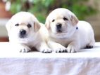 LABRADOR PUPPIES (PURE BREED Imported LINE)