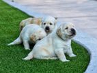 LABRADOR PUPPIES (PURE BREED Imported LINE)