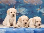 Labrador puppies (pure breed) KASL FCI