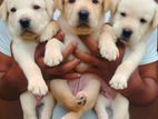 Labrador Puppies