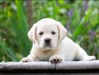 Labrador Puppies (pure Breed) Male