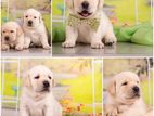 Labrador puppies (pure Breed) male