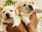Labrador puppies (pure breed) male