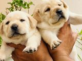 Labrador puppies (pure breed) male