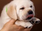 Labrador puppies (pure breed) male