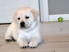 Labrador puppies (pure breed)CKC REGISTERED