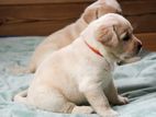 Labrador puppies (pure breed)CKC REGISTERED