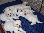 Labrador Puppies