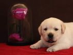 Labrador puppies (pure breed)male