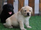 Labrador puppies (pure breed)male