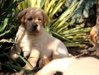 Labrador puppies (pure breed)male