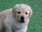 Labrador puppies (pure breed)male