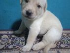 Labrador Puppies