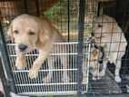 Labrador Puppies