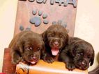 Labrador Puppies ( Ukraine X Russia )