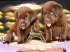 Labrador Puppies ( Ukraine × Russia )