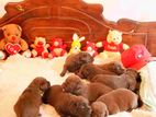 Labrador Puppies ( Ukraine X Russia )