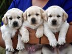 Labrador puppies(Big Born Big Head)