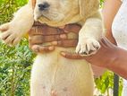 Labrador Puppies (pure Breed )