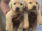 Labrador Puppies