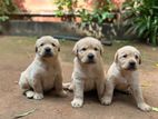 Labrador Puppies