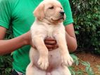 Labrador Puppies