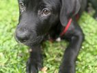 Labrador Puppy 3 Months Old