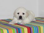 Labrador puppy (Big Born Big Head)