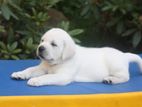 Labrador puppy (Big Born Big Head)