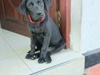 Labrador Puppy Black