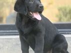 Labrador Puppy