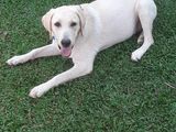 Labrador Puppy Dog