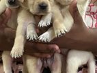 Labrador Puppy | Dog