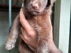 Labrador Puppy | Dog