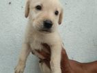 Labrador Puppy | Dog