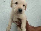 Labrador Puppy | Dog
