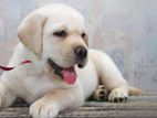 Labrador Puppy (Female)