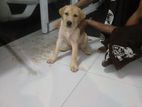 Labrador Puppy Female