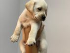 Labrador Puppy Female