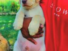 Labrador Puppy