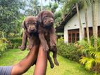 Labrador Puppies