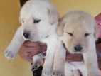 Labrador Puppy